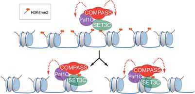 Establishment and inheritance of epigenetic transcriptional memory